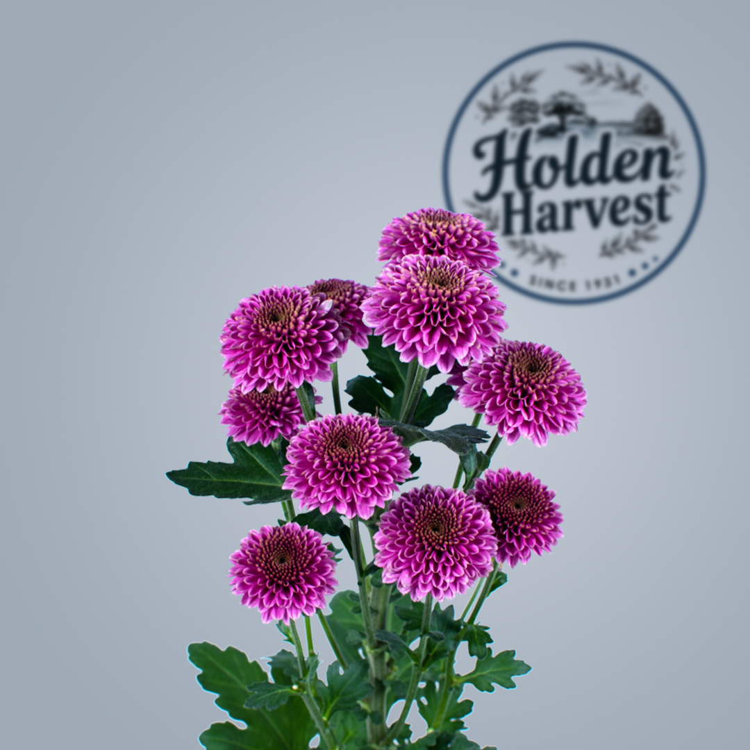 Chrysanthemum-purple-stock
